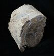 Blue Forest Petrified Wood Limb Section - lbs #3269-1